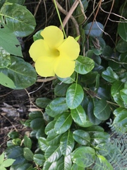 Pentalinon luteum