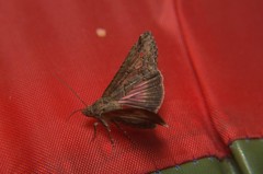 Lophoptera