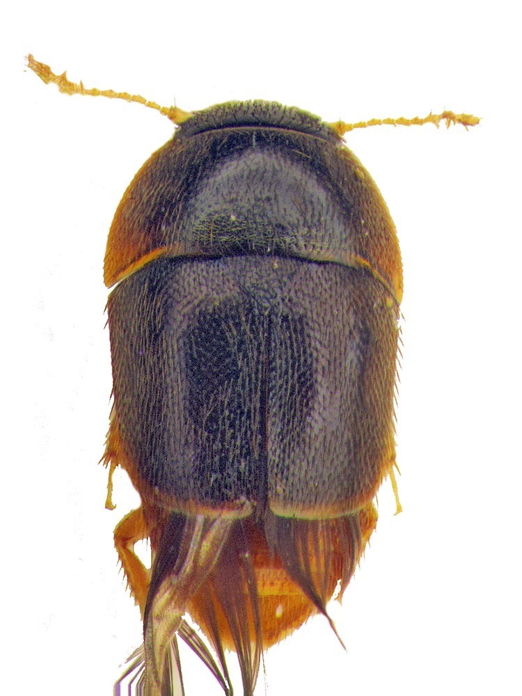Phytotelmatrichis