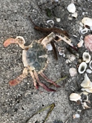 Achelous spinimanus