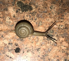 Bradybaena similaris