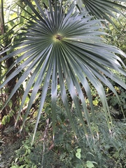 Coccothrinax alta