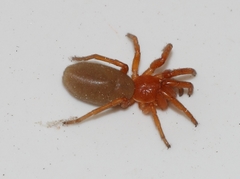 Caponia