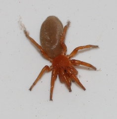 Caponia