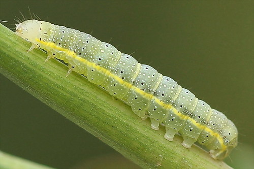Bright-line Brown-eye