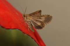Lophoptera