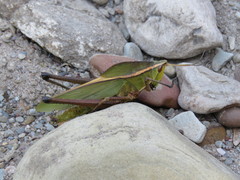 Prionolopha serrata