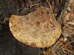 Lentinus pilososquamulosus