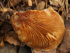 Lentinus pilososquamulosus