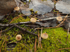 Omphaliaster asterosporus
