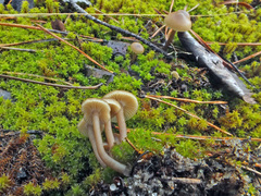 Omphaliaster asterosporus