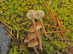 Omphaliaster asterosporus