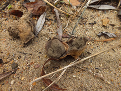 Scleroderma septentrionale