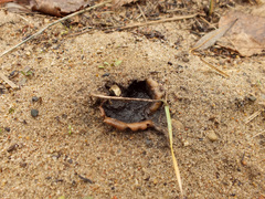 Scleroderma septentrionale