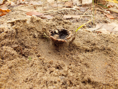 Scleroderma septentrionale