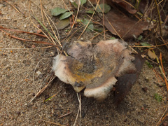 Scleroderma septentrionale