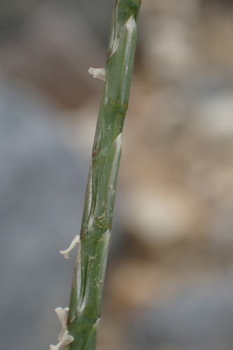 Image of Parapholis strigosa by no rights reserved