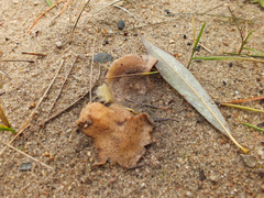 Scleroderma septentrionale