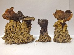 Scleroderma septentrionale