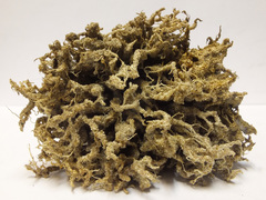 Scleroderma septentrionale