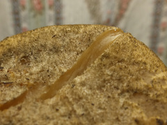 Lentinus pilososquamulosus