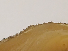 Lentinus pilososquamulosus