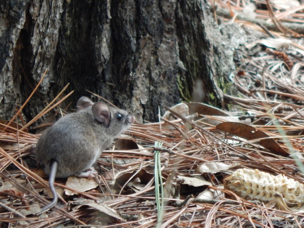 North American Deer Mice from Gral Felipe Ángeles, Pue., México on ...