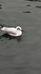 Chroicocephalus ridibundus