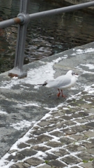 Chroicocephalus ridibundus