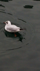 Chroicocephalus ridibundus