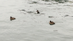 Aythya fuligula