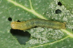 Lacanobia suasa