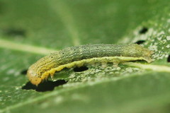 Lacanobia suasa
