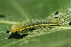 Lacanobia suasa