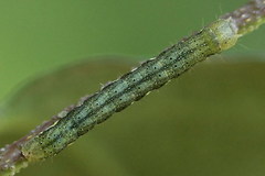 Lacanobia suasa