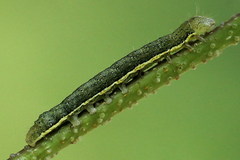 Lacanobia suasa