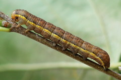 Lacanobia suasa
