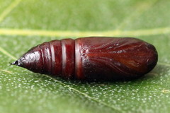 Lacanobia suasa