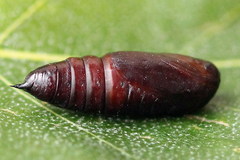 Lacanobia suasa
