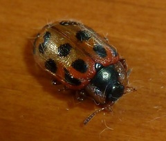 Chrysomela