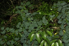 Cissampelos torulosa