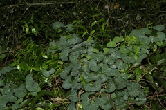 Cissampelos torulosa