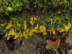Calocera pallidospathulata