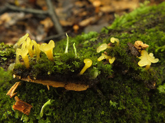 Calocera pallidospathulata