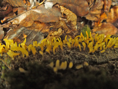 Calocera pallidospathulata