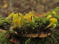 Calocera pallidospathulata