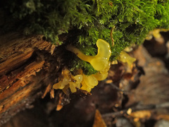 Calocera pallidospathulata