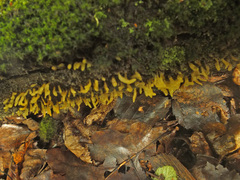 Calocera pallidospathulata