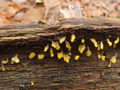 Calocera pallidospathulata