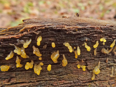 Calocera pallidospathulata